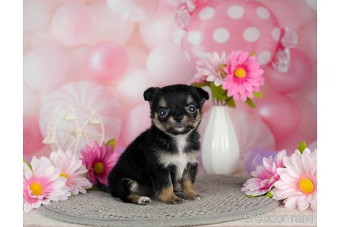 成約済の千葉県のチワワ(ロングコート)-301273の5枚目