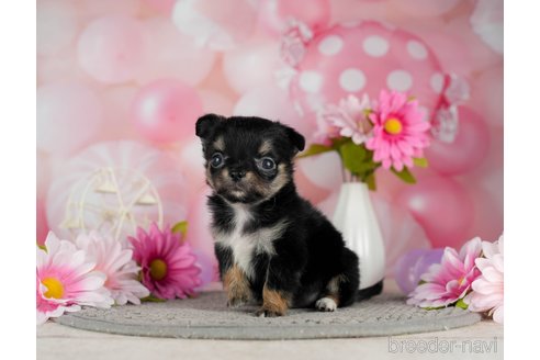 成約済の千葉県のチワワ(ロングコート)-301273の2枚目