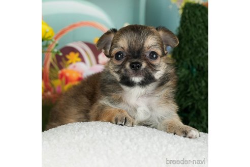 成約済の千葉県のチワワ(ロングコート)-301276