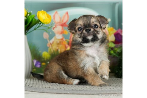 成約済の千葉県のチワワ(ロングコート)-301276の2枚目