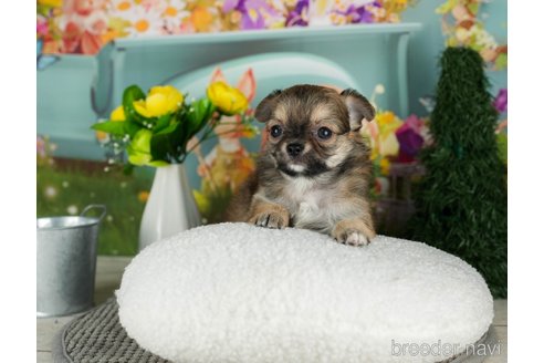 成約済の千葉県のチワワ(ロングコート)-301276の3枚目