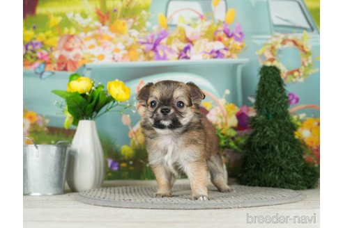 成約済の千葉県のチワワ(ロングコート)-301276の4枚目