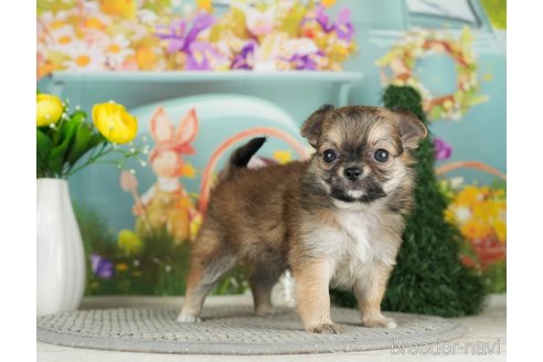 成約済の千葉県のチワワ(ロングコート)-301276の5枚目