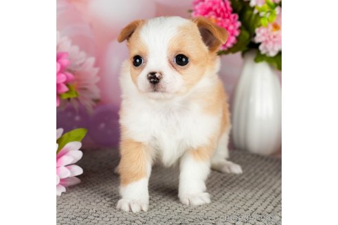 成約済の千葉県のチワワ(ロングコート)-301280の4枚目