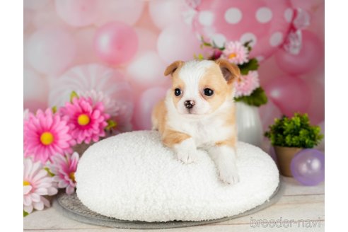 成約済の千葉県のチワワ(ロングコート)-301280の2枚目