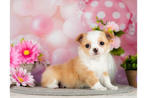 成約済の千葉県のチワワ(ロングコート)-301280