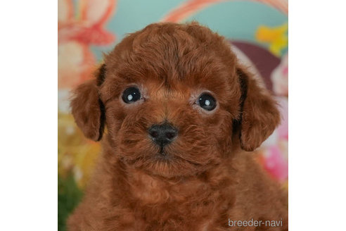 成約済の千葉県のトイプードル-301284