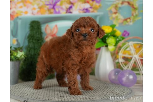 成約済の千葉県のトイプードル-301284の3枚目