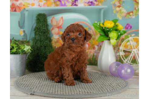 成約済の千葉県のトイプードル-301284の4枚目