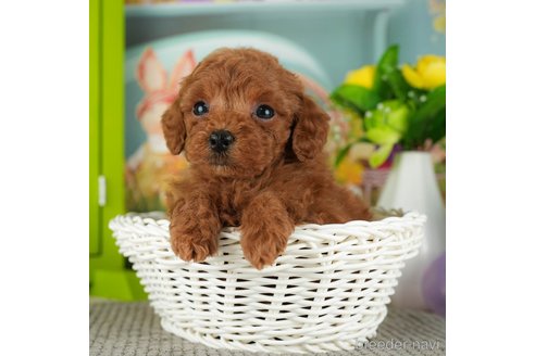 成約済の千葉県のトイプードル-301286