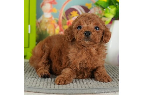 成約済の千葉県のトイプードル-301286の3枚目