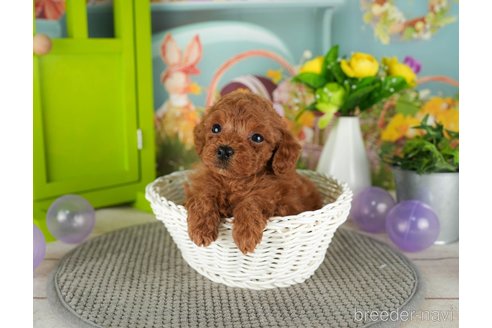 成約済の千葉県のトイプードル-301286の4枚目