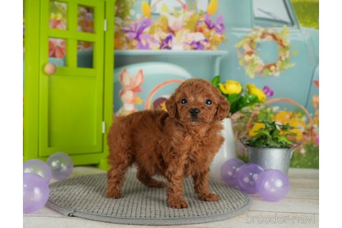 成約済の千葉県のトイプードル-301286の5枚目