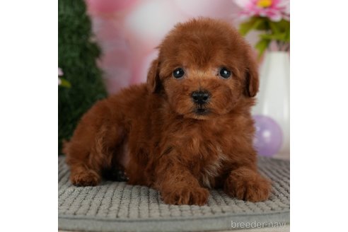 成約済の千葉県のトイプードル-301289の4枚目