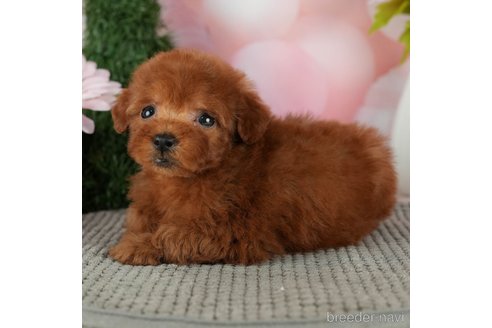 成約済の千葉県のトイプードル-301289の1枚目