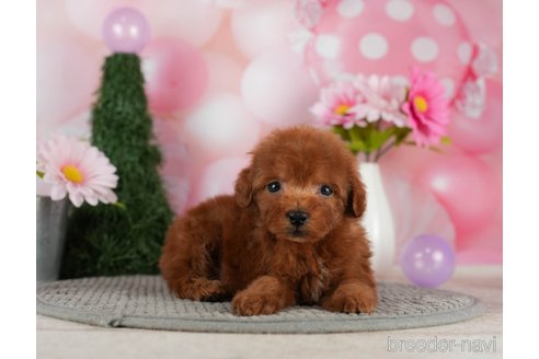 成約済の千葉県のトイプードル-301289の5枚目