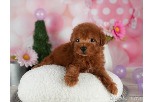 成約済の千葉県のトイプードル-301289の2枚目