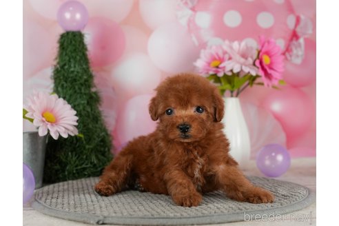 成約済の千葉県のトイプードル-301289の3枚目