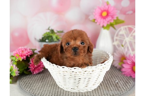 成約済の千葉県のトイプードル-301290の4枚目