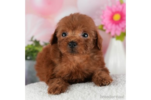 成約済の千葉県のトイプードル-301290の1枚目