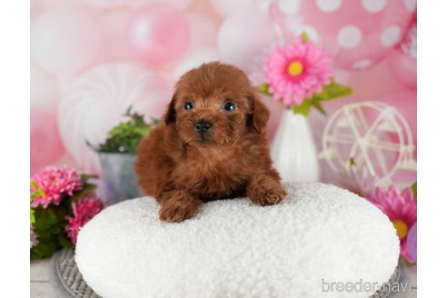 成約済の千葉県のトイプードル-301290の5枚目