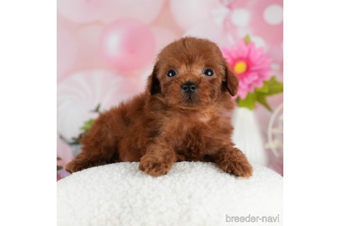 成約済の千葉県のトイプードル-301290の2枚目