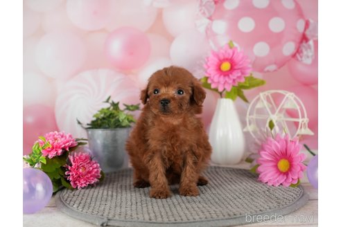 成約済の千葉県のトイプードル-301290の3枚目