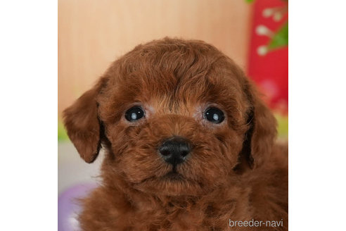 成約済の千葉県のトイプードル-301292の1枚目