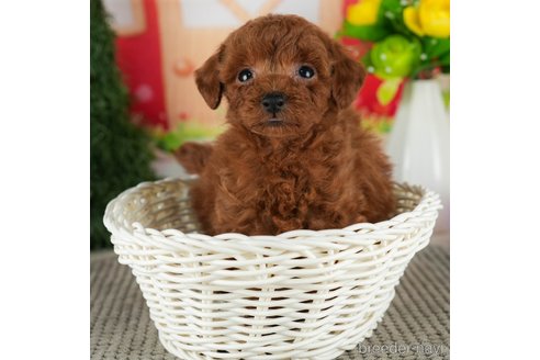 成約済の千葉県のトイプードル-301292の4枚目