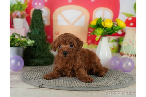 成約済の千葉県のトイプードル-301292の5枚目