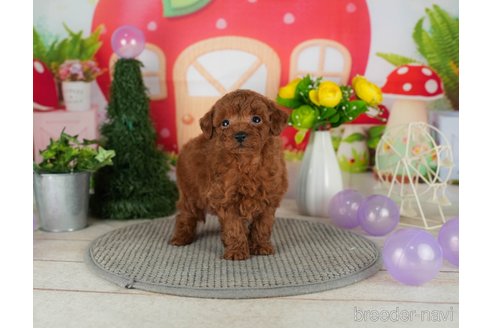 成約済の千葉県のトイプードル-301292の2枚目