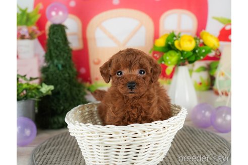 成約済の千葉県のトイプードル-301292の3枚目