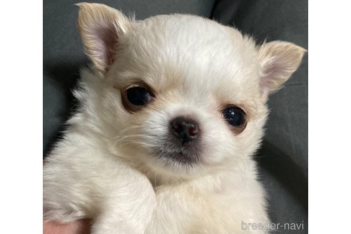 成約済の千葉県のチワワ(ロングコート)-297893の2枚目