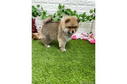 成約済の愛知県のミックス犬-299331の9枚目