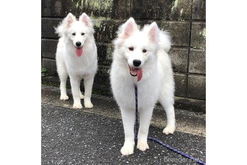 成約済の広島県のサモエド-277634の3枚目