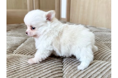 成約済の香川県のポメチワ:ポメラニアン×チワワ-301409の3枚目