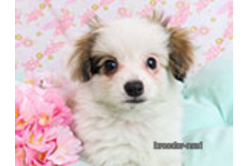 成約済の千葉県のパピヨン-298538の1枚目