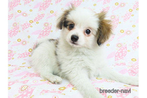 成約済の千葉県のパピヨン-298538の2枚目