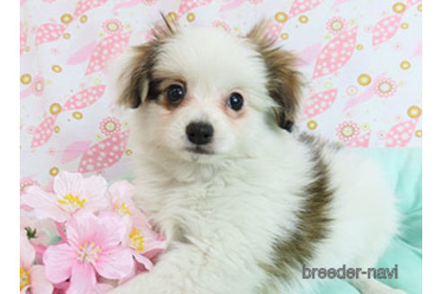 成約済の千葉県のパピヨン-298538の4枚目