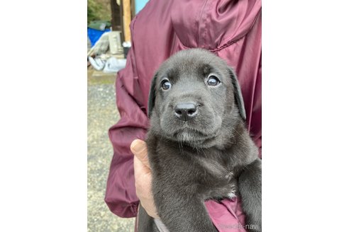 成約済の福島県のラブラドールレトリーバー-301445の7枚目