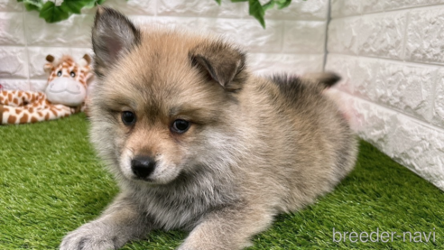 成約済の愛知県のミックス犬-299333の6枚目