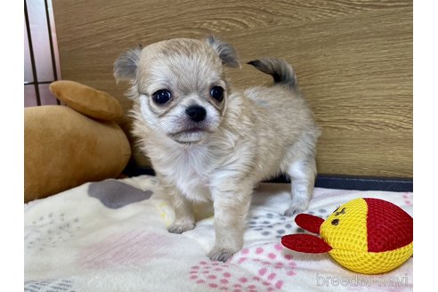 成約済の栃木県のチワワ(ロングコート)-301460の1枚目