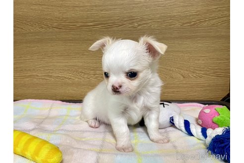 成約済の栃木県のチワワ(ロングコート)-301462の4枚目