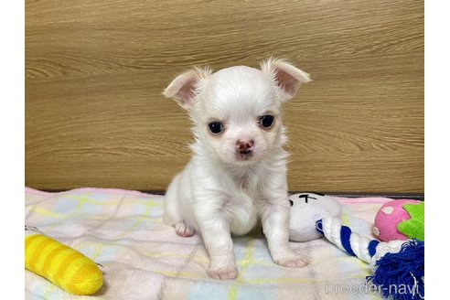 成約済の栃木県のチワワ(ロングコート)-301462の1枚目