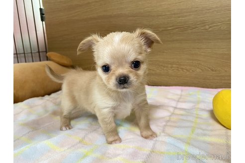 成約済の栃木県のチワワ(ロングコート)-301464の1枚目