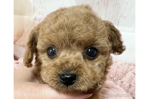 成約済の岡山県のタイニープードル-301465の4枚目