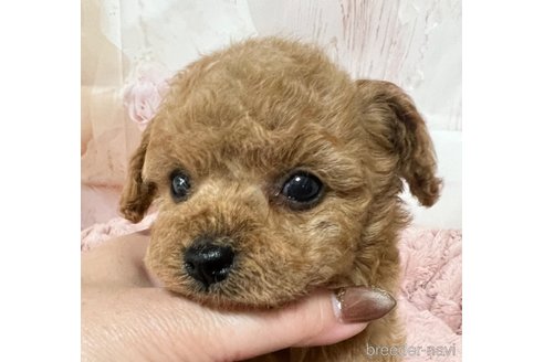 成約済の岡山県のタイニープードル-301465の5枚目