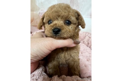 成約済の岡山県のタイニープードル-301465の6枚目