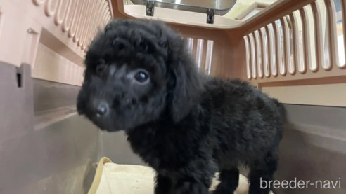 成約済の愛媛県のタイニープードル-298147の1枚目