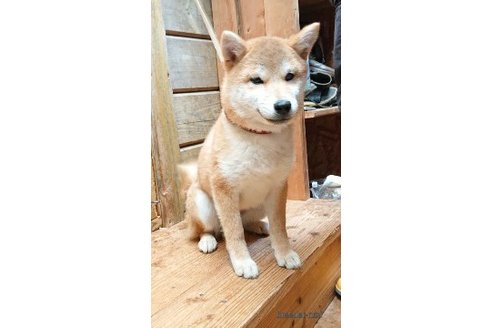 成約済の広島県の柴犬-282034の3枚目